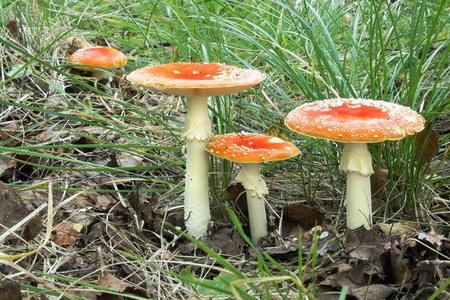 Fly agaricの写真素材
