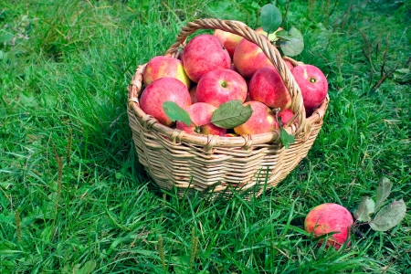 Harvesting of apples in the autumnの写真素材