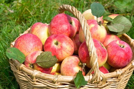Harvesting of apples in the autumnの写真素材