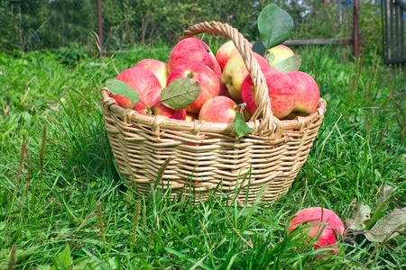 Harvesting of apples in the autumnの写真素材