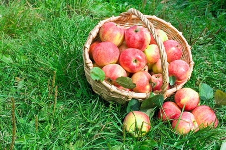 Harvesting of apples in the autumnの写真素材