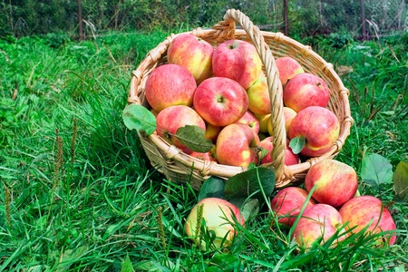 Harvesting of apples in the autumnの写真素材