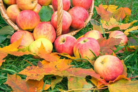 Harvesting of apples in the autumnの写真素材