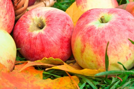 Harvesting of apples in the autumnの写真素材