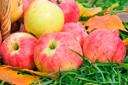 Harvesting of apples in the autumnの写真素材