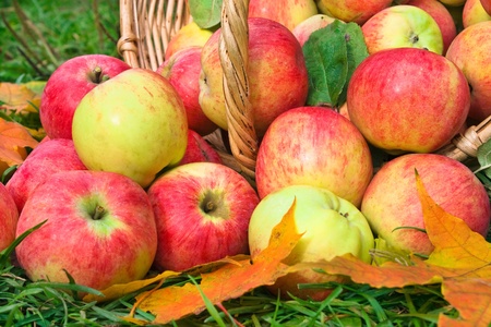 Harvesting of apples in the autumnの写真素材
