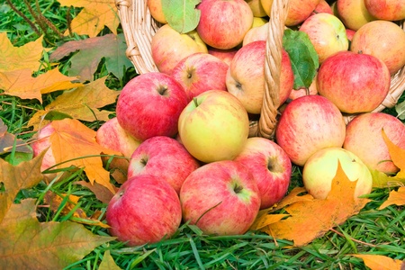 Harvesting of apples in the autumnの写真素材