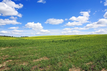 Clear summer day in the field and the sky with cloudsの写真素材