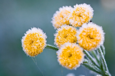Morning hoarfrost in the autumn on yellow colorsの写真素材