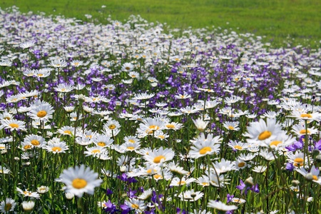 It is a lot of colors on a meadowの写真素材