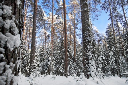 Winter woodの写真素材