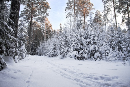Winter woodの写真素材