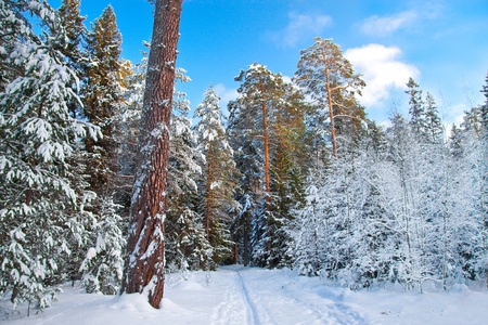 Winter woodの写真素材