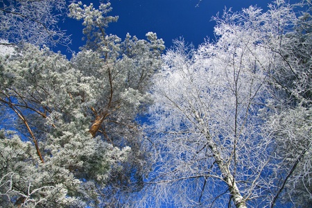 Tree branches covered with snow against the blue skyの写真素材