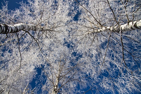 Tree branches covered with snow against the blue skyの写真素材