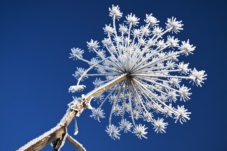 Plant covered with snow against the blue skyの写真素材
