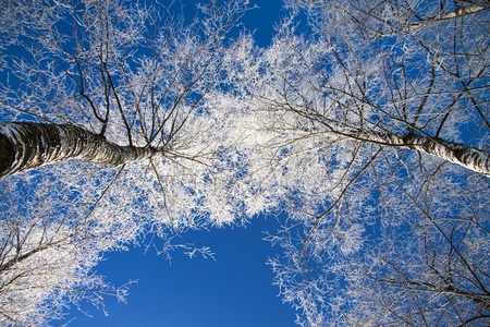 Winter woodの写真素材