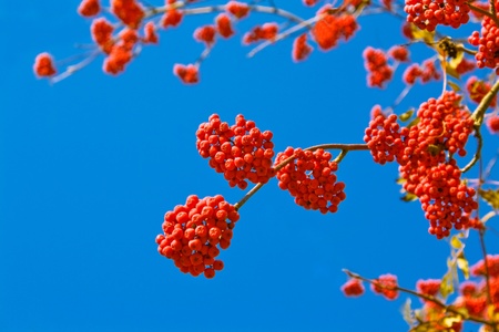 Clusters of a mountain ash in the autumnの写真素材