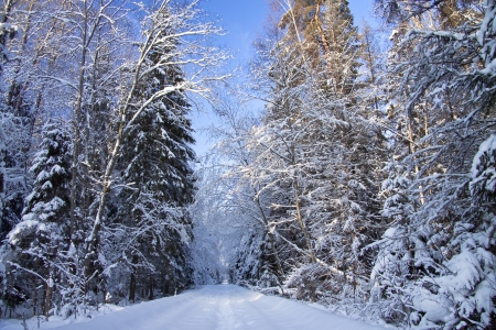Winter landscape with wood, road and the blue skyの写真素材
