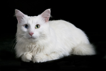 Beautiful white cat separately on a black backgroundの写真素材