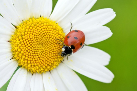The ladybird creeps on a camomile flowerの写真素材