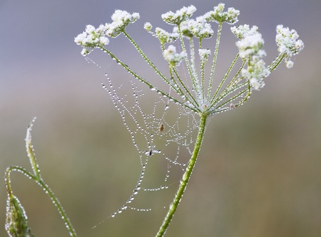 Web hanging on flowersの写真素材