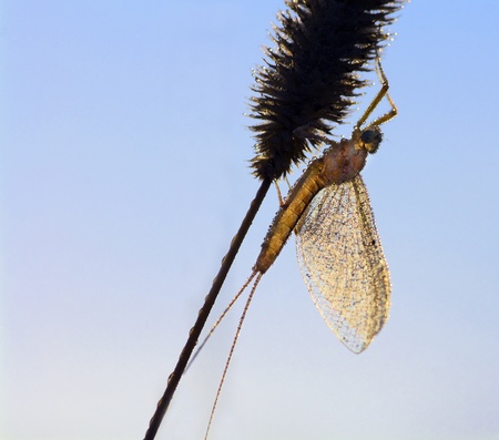 The insect and a grass on a meadow in sun raysの写真素材