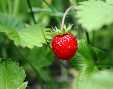 wild strawberry berryの写真素材