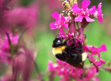 The striped bumblebee on colors collects pollen の写真素材