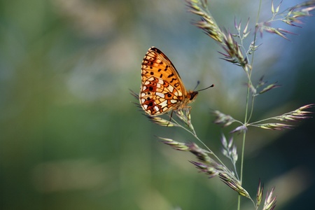 The beautiful butterfly sits in a grass on a meadow の写真素材