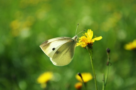 The beautiful butterfly sits in a grass on a meadow の写真素材