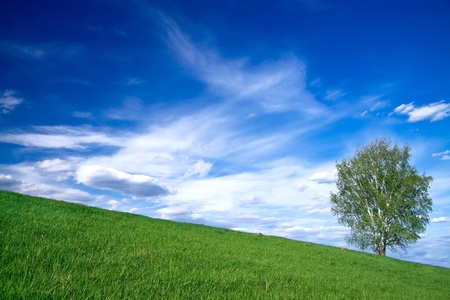 Summer landscape with a lonely tree in the field and the dark blue skyの写真素材