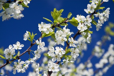 White flowers of a cherry against the dark blue skyの写真素材