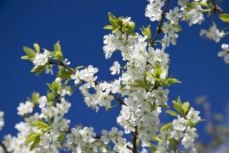 White flowers of a cherry against the dark blue skyの写真素材