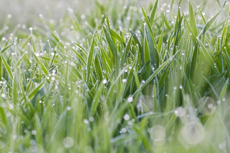 Green grass on a lawn with dew dropsの写真素材