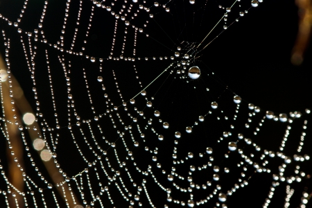 The abstract web in dew