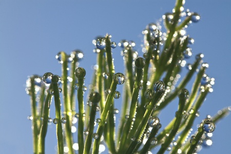 Dew drops on a grass in the morningの写真素材