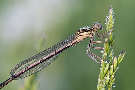 Dragonfly on a meadow in the morning in dew dropsの写真素材