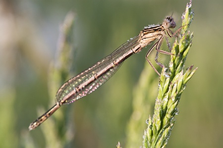 Dragonfly on a meadow in the morning in dew dropsの写真素材