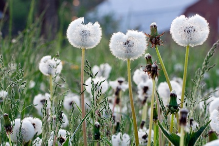 Dew drops on a grass in the morningの写真素材