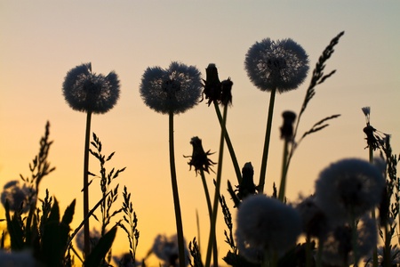 Grass at a dawnの写真素材