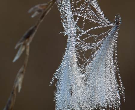 plants in the morning in dew dropsの写真素材