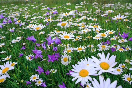  camomiles on a summer meadowの写真素材