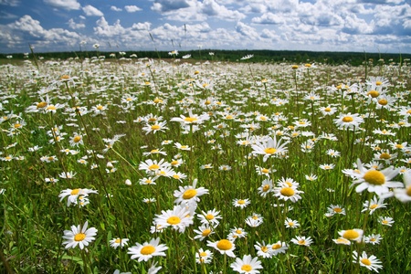   camomiles on a summer meadowの写真素材
