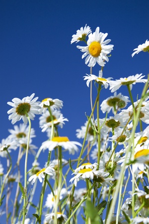  camomiles on a summer meadowの写真素材