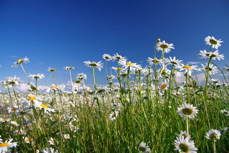   camomiles on a summer meadowの写真素材