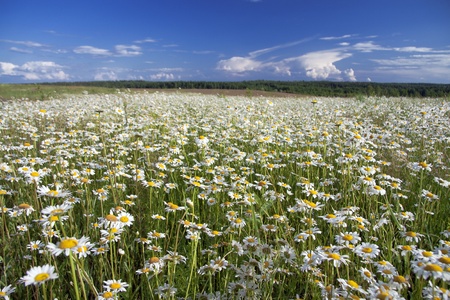   camomiles on a summer meadowの写真素材