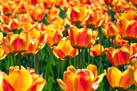 beautiful flowers on a meadow in a sunlightの写真素材