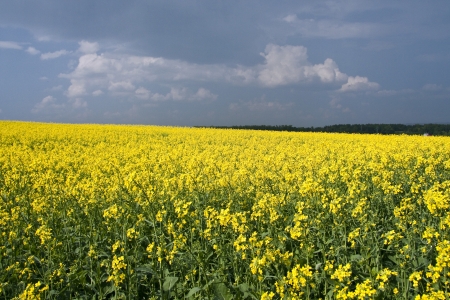 	Field of yellow rapeseed against the dark skyの写真素材