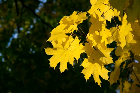 yellow maple leaves in parkの写真素材